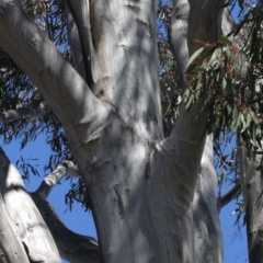 Eucalyptus mannifera at Mulligans Flat - 14 Sep 2018