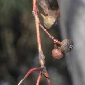 Eucalyptus mannifera at Mulligans Flat - 14 Sep 2018