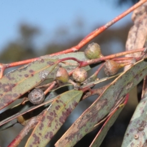 Eucalyptus mannifera at Mulligans Flat - 14 Sep 2018