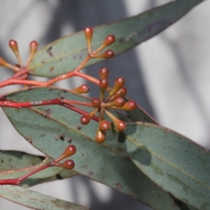 Eucalyptus mannifera at Mulligans Flat - 14 Sep 2018