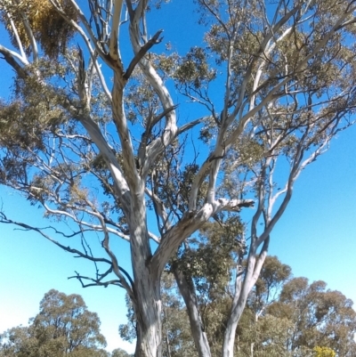 Eucalyptus melliodora (Yellow Box) at Amaroo, ACT - 14 Sep 2018 by PeteWoodall