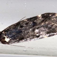 Barea codrella (A concealer moth) at Ainslie, ACT - 13 Oct 2018 by jb2602