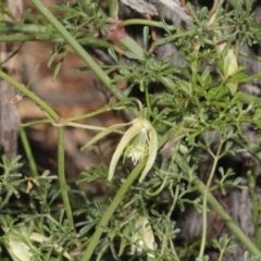 Clematis leptophylla (Small-leaf Clematis, Old Man's Beard) at Forde, ACT - 14 Sep 2018 by PeteWoodall