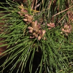 Pinus radiata (Monterey or Radiata Pine) at Forde, ACT - 14 Sep 2018 by PeteWoodall
