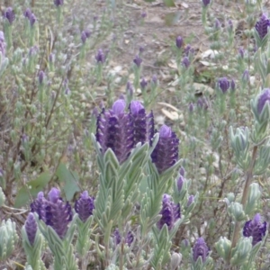 Lavandula stoechas at Isaacs, ACT - 16 Oct 2018 03:41 PM