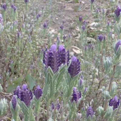 Lavandula stoechas (Spanish Lavender or Topped Lavender) at Isaacs, ACT - 16 Oct 2018 by Mike