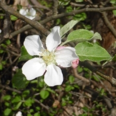 Malus sp. (Crab Apple) at Isaacs, ACT - 16 Oct 2018 by Mike