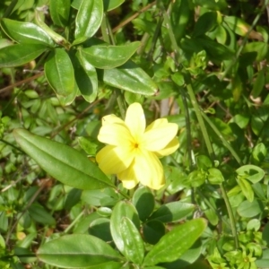 Jasminum mesnyi at Isaacs, ACT - 16 Oct 2018 03:34 PM