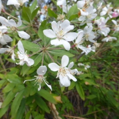 Malus sp. (Crab Apple) at Isaacs, ACT - 16 Oct 2018 by Mike