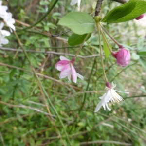 Malus sp. at Isaacs Ridge - 16 Oct 2018 03:34 PM