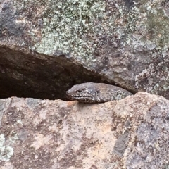 Egernia cunninghami (Cunningham's Skink) at Canberra, ACT - 15 Oct 2018 by George