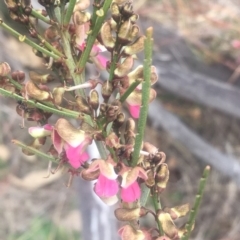 Indigofera adesmiifolia (Tick Indigo) at Mount Taylor - 5 Oct 2018 by George