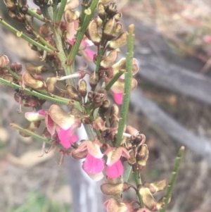 Indigofera adesmiifolia at Pearce, ACT - 5 Oct 2018 10:34 AM