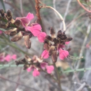 Indigofera adesmiifolia at Pearce, ACT - 5 Oct 2018 10:34 AM