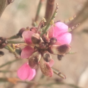 Indigofera adesmiifolia at Pearce, ACT - 5 Oct 2018