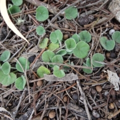 Dichondra repens (Kidney Weed) at Bungendore, NSW - 14 Oct 2018 by JanetRussell