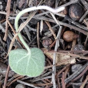 Dichondra repens at Bungendore, NSW - 14 Oct 2018