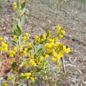 Acacia buxifolia subsp. buxifolia at Jerrabomberra, ACT - 16 Oct 2018 04:19 PM