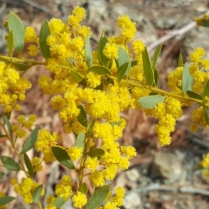 Acacia buxifolia subsp. buxifolia at Jerrabomberra, ACT - 16 Oct 2018 04:19 PM