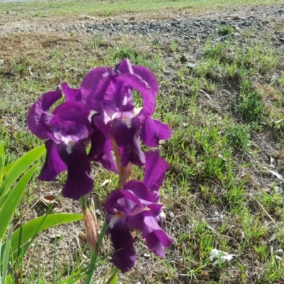 Iris germanica (Tall Bearded Iris) at Jerrabomberra, ACT - 16 Oct 2018 by Mike