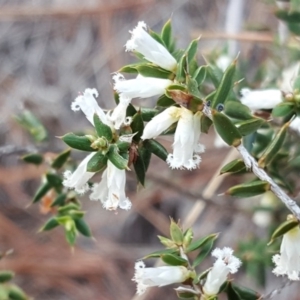 Styphelia fletcheri subsp. brevisepala at Jerrabomberra, ACT - 16 Oct 2018