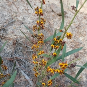 Daviesia mimosoides subsp. mimosoides at Jerrabomberra, ACT - 16 Oct 2018