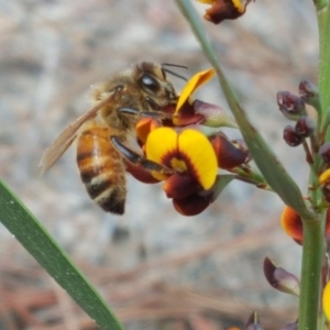 Daviesia mimosoides subsp. mimosoides at Jerrabomberra, ACT - 16 Oct 2018