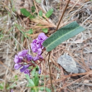 Hardenbergia violacea at Isaacs, ACT - 16 Oct 2018 02:58 PM