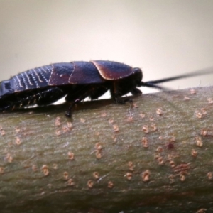 Ellipsidion australe at Ainslie, ACT - 16 Oct 2018 12:47 PM