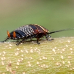 Ellipsidion australe at Ainslie, ACT - 16 Oct 2018 12:47 PM