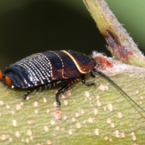 Ellipsidion australe at Ainslie, ACT - 16 Oct 2018 12:47 PM