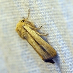 Leucania diatrecta at O'Connor, ACT - 14 Oct 2018 08:29 PM