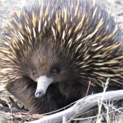 Tachyglossus aculeatus (Short-beaked Echidna) at Stromlo, ACT - 16 Oct 2018 by KumikoCallaway