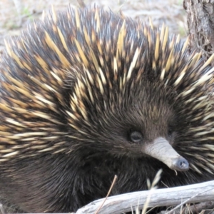 Tachyglossus aculeatus at Stromlo, ACT - 16 Oct 2018