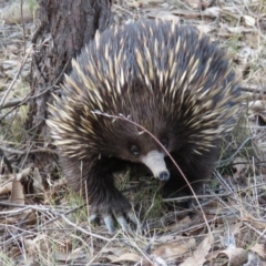 Tachyglossus aculeatus at Stromlo, ACT - 16 Oct 2018