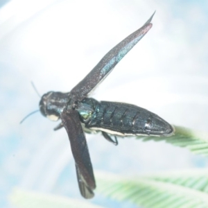 Agrilus hypoleucus at Dunlop, ACT - 16 Oct 2018