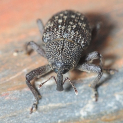 Cleogonini sp. (tribe) (Weevil) at Dunlop, ACT - 14 Oct 2018 by Harrisi