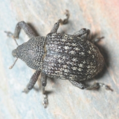 Cleogonini sp. (tribe) at Dunlop, ACT - 15 Oct 2018 12:15 AM