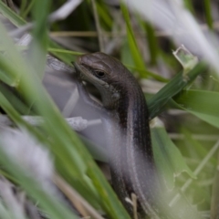 Carlia tetradactyla (Southern Rainbow Skink) at Michelago, NSW - 15 Nov 2017 by Illilanga