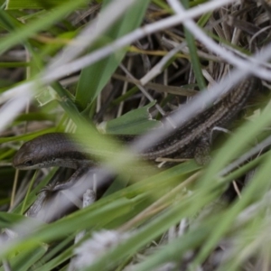 Carlia tetradactyla at Michelago, NSW - 15 Nov 2017