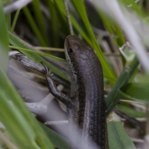 Carlia tetradactyla at Michelago, NSW - 15 Nov 2017