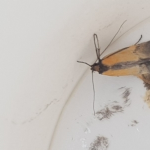 Philobota undescribed species near arabella at Griffith, ACT - 17 Oct 2018 12:00 AM