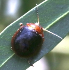 Paropsisterna cloelia 2 (Eucalyptus leaf beetle) at Ainslie, ACT - 16 Oct 2018 by jb2602