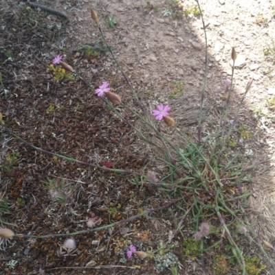 Petrorhagia nanteuilii (Proliferous Pink, Childling Pink) at Amaroo, ACT - 15 Oct 2018 by nathkay