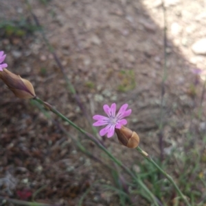 Petrorhagia nanteuilii at Amaroo, ACT - 15 Oct 2018 02:41 PM