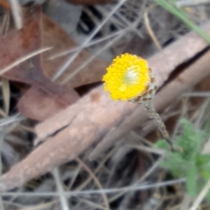 Leptorhynchos squamatus at Lake George, NSW - 17 Oct 2018