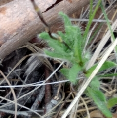 Leptorhynchos squamatus at Lake George, NSW - 17 Oct 2018