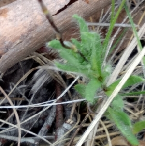 Leptorhynchos squamatus at Lake George, NSW - 17 Oct 2018