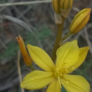 Bulbine bulbosa at Gundaroo, NSW - 17 Oct 2018