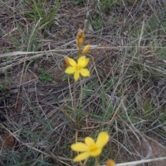 Bulbine bulbosa at Gundaroo, NSW - 17 Oct 2018